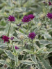 Knautia m Thunder and Lightning PP21437 30ct Flat