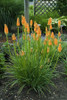 Kniphofia First Sunrise PP16036 25 BR Plants