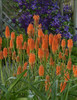 Kniphofia First Sunrise PP16036 25 BR Plants