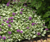Lamium maculatum Purple Dragon PP15890 30ct Flat