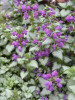 Lamium maculatum Purple Dragon PP15890 30ct Flat