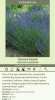 Lavandula a Essence Purple PPAF 25 BR Plants