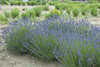 Lavandula a Essence Purple PPAF 25 BR Plants