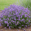 Lavandula a. 'Essence Purple' (25) BR Plants