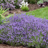 Lavandula a. 'Munstead' (25) BR Plants