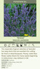 Lavandula x intermedia Grosso 25 BR Plants