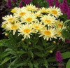 Leucanthemum s Banana Cream PPAF 30ct Flat