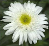 Leucanthemum superbum Thomas Killen 30ct Flat