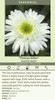 Leucanthemum superbum Thomas Killen 30ct Flat