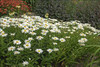 Leucanthemum superbum Little Princess 30ct Flat