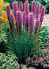 Liatris spicata Floristan Violet 25 BR Plants