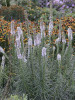 Liatris spicata Floristan White 25 BR Plants