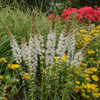 Liatris spicata 'Floristan White' (25) BR Plants