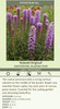 Liatris spicata Kobold Original 25 BR Plants