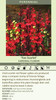 Lobelia speciosa Fan Scarlet 30ct Flat