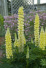 Lupinus Popsicle Series Yellow 30ct Flat