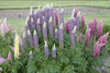 Lupinus Tutti Frutti Hybrids 30ct Flat
