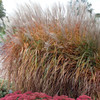 Miscanthus 'Purpurascens' (30)ct Flat