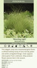 Miscanthus sinensis Morning Light 30ct Flat