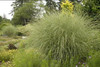 Miscanthus sinensis Morning Light 30ct Flat