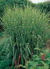 Miscanthus sinensis Strictus 30ct Flat