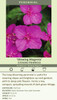 Oenothera k Glowing Magenta 30ct Flat Oenothera k Glowing Magenta 30ct Flat