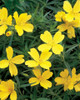 Oenothera LEMON DROP Innoeno131 PP16393 30ct Flat