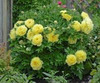 Paeonia Bartzella Itoh Intersectional 10 Plants