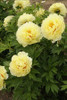 Paeonia Bartzella Itoh Intersectional 10 Plants