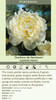 Paeonia Duchesse de Nemours 10 Plants