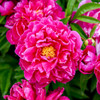 Paeonia 'Karl Rosenfield' (10) Plants