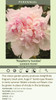 Paeonia Raspberry Sundae 10 Plants