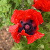 Papaver o. 'Beauty of Livermore' (30)ct Flat