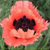 Papaver orientale Pink Ruffles PP12712 30ct Flat