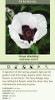 Papaver orientale Royal Wedding 25 BR Plants