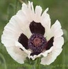 Papaver orientale Royal Wedding 25 BR Plants