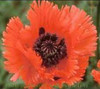 Papaver orientale Turkenlouis 25 BR Plants