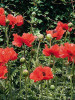 Papaver orientale Turkenlouis 25 BR Plants