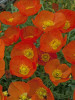 Papaver Summer Breeze Series-Orange 30ct Flat