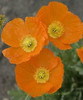 Papaver Summer Breeze Series-Orange 30ct Flat