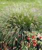 Pennisetum alopecuroides 30ct Flat