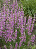 Penstemon Prairie Dusk 25 BR Plants