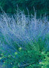 Perovskia atriplicifolia 25 BR Plants
