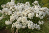 Phlox Minnie Pearl 25 BR Plants