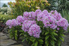 Phlox paniculata Pixie Twinkle PPAF 25 BR Plants