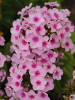 Phlox paniculata Pixie Twinkle PPAF 25 BR Plants