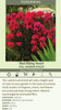 Phlox paniculata Red Riding Hood 25 BR Plants
