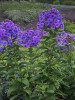 Phlox paniculata Barfourteen PP12605 Flame Purple 25 BR Plants