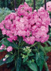 Phlox paniculata FLAME Series Pink Bartwelve PP11804 25 BR Plants