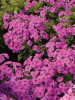 Phlox paniculata FLAME Series Pink Bartwelve PP11804 25 BR Plants
